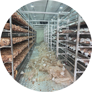 배지 입상, 봉지 제거